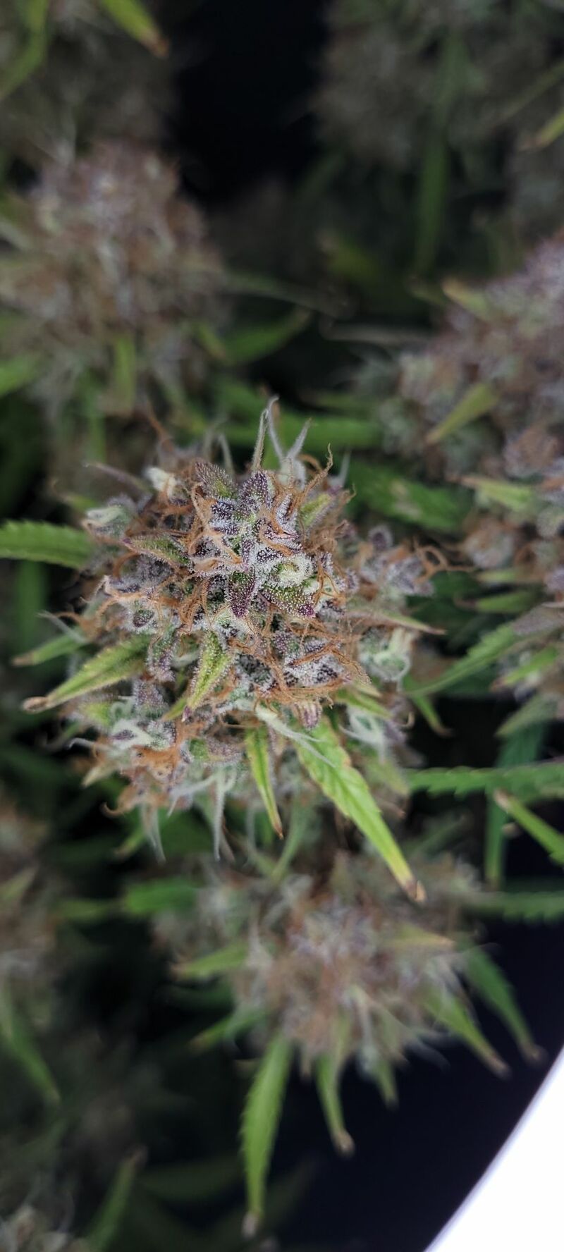 Pound Cake Auto, Фасовка: 1, изображение 30